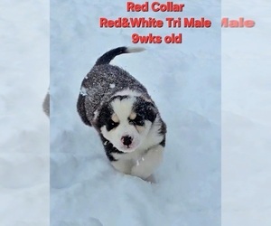 Medium Border Collie