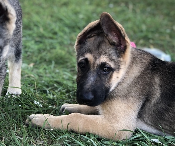 Medium Photo #8 German Shepherd Dog Puppy For Sale in BLMGTN, IN, USA