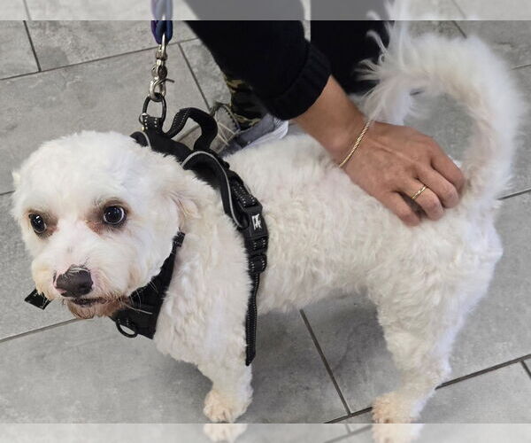 Medium Photo #3 Maltipoo (Miniature) Puppy For Sale in San Antonio, TX, USA