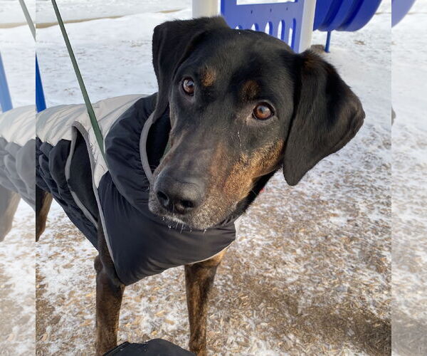 Medium Photo #5 Mutt Puppy For Sale in Fargo, ND, USA