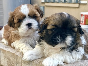 Shih Tzu Puppy for sale in APOLLO BEACH, FL, USA