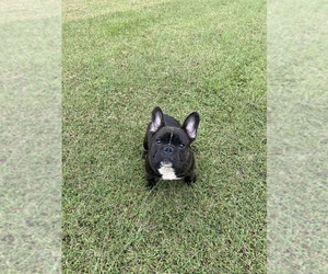 French Bulldog Puppy for sale in ROCKY MOUNT, NC, USA