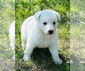 German Shepherd Dog Puppy for sale in CARDINGTON, OH, USA