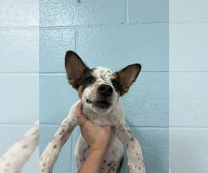 Chihuahua-Unknown Mix Dogs for adoption in Temple, TX, USA