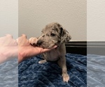 Small Photo #3 Great Dane Puppy For Sale in SHREVEPORT, LA, USA