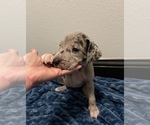 Small #2 Great Dane