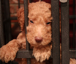 Small Photo #4 Double Doodle Puppy For Sale in SANTA PAULA, CA, USA