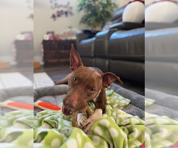 Medium Photo #3 Mutt Puppy For Sale in McCormick, SC, USA