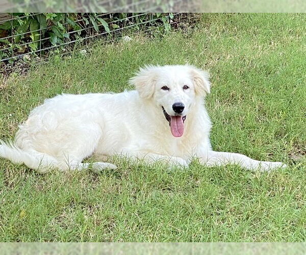 Medium Photo #16 Great Pyrenees Puppy For Sale in Spring, TX, USA