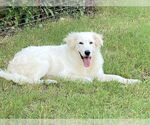Small #15 Great Pyrenees