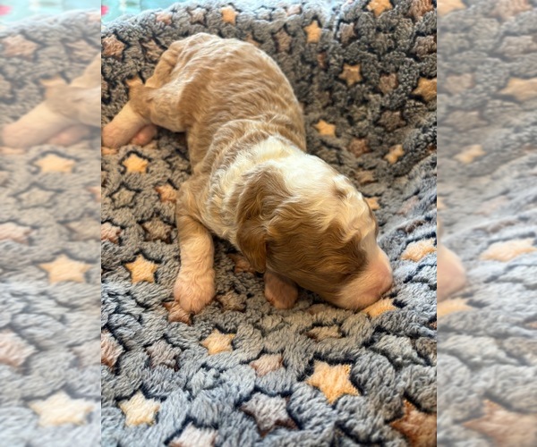 Medium Photo #1 Bernedoodle (Miniature) (+ Poodle Miniature) Puppy For Sale in TRAVELERS REST, SC, USA