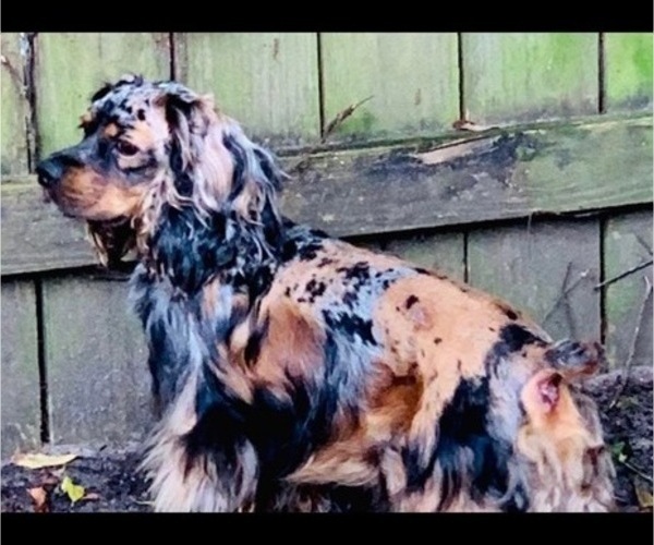 Medium Photo #1 Cocker Spaniel Puppy For Sale in PENSACOLA, FL, USA