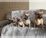 Small Photo #3 French Bulldog Puppy For Sale in MIDDLEBURG, FL, USA