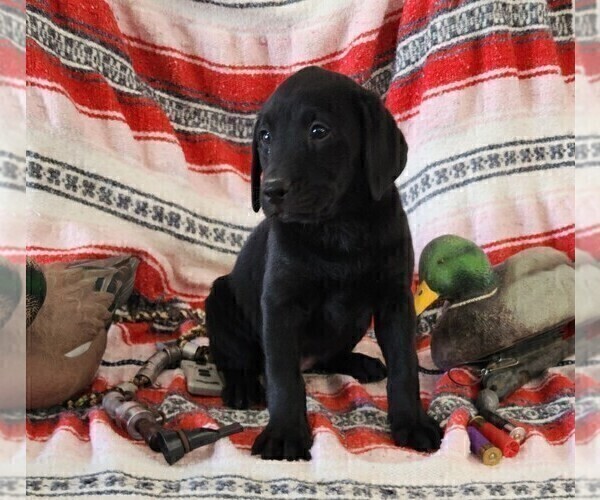 Medium Photo #94 Labrador Retriever Puppy For Sale in MERIDEN, KS, USA