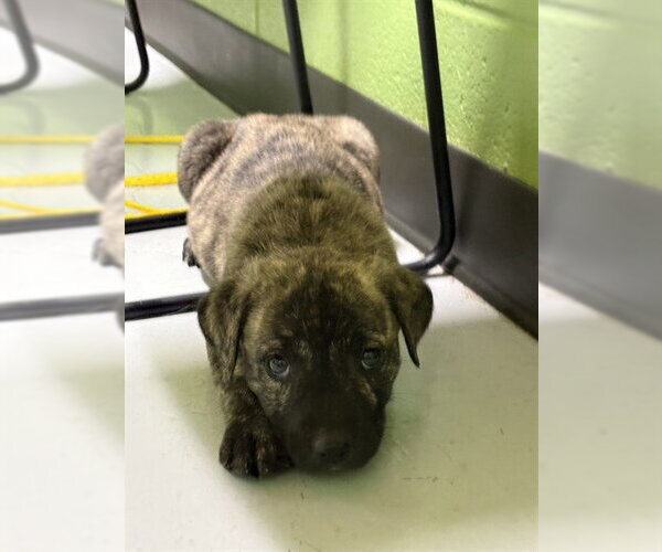 Medium Photo #1 Catahoula Leopard Dog-Unknown Mix Puppy For Sale in Temple, TX, USA