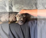 Small #4 American Pit Bull Terrier Mix