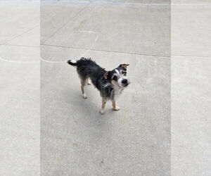 Mutt Dogs for adoption in Maquoketa, IA, USA