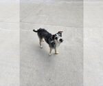 Small Mutt