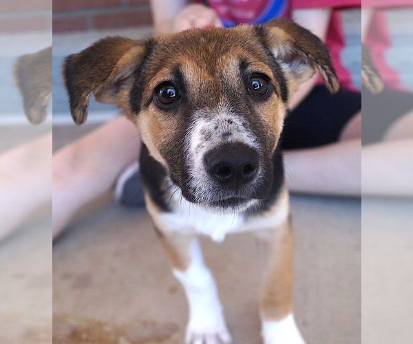 Medium Photo #3 Mutt Puppy For Sale in Carrollton, TX, USA