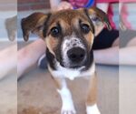 Small #2 Mutt