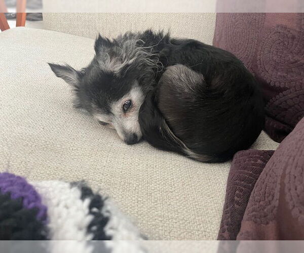 Medium Photo #2 Chihuahua-Unknown Mix Puppy For Sale in Holland, MI, USA