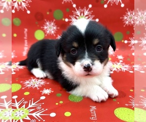 American Corgi Puppy for sale in FAIRBANK, IA, USA