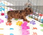 Small #3 Cockapoo (Toy)-Poodle (Toy) Mix