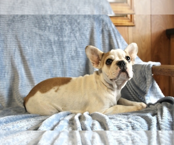 Medium Photo #4 French Bulldog Puppy For Sale in LIBERTY, KY, USA
