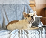 Small Photo #32 French Bulldog Puppy For Sale in LIBERTY, KY, USA