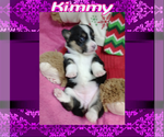 Small Photo #82 Pembroke Welsh Corgi Puppy For Sale in LOGAN, NM, USA