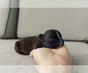 French Bulldog Puppy for sale in SAN FRANCISCO, CA, USA