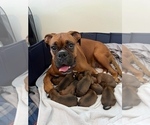 Small Photo #1 Boxer Puppy For Sale in Kingston, Ontario, Canada