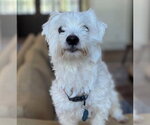 Small #1 Maltese Mix