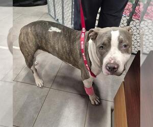 American Staffordshire Terrier-Unknown Mix Dogs for adoption in San Antonio, TX, USA