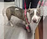 Small American Staffordshire Terrier Mix