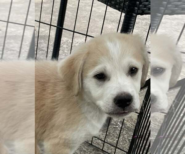 Medium Photo #1 Siberian Husky-Unknown Mix Puppy For Sale in Holly Springs, NC, USA