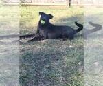 Small #9 Labrador Retriever Mix