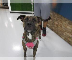 Boxer-Unknown Mix Dogs for adoption in Temple, TX, USA