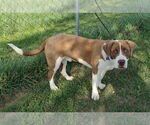 Small #1 Saint Bernard Mix