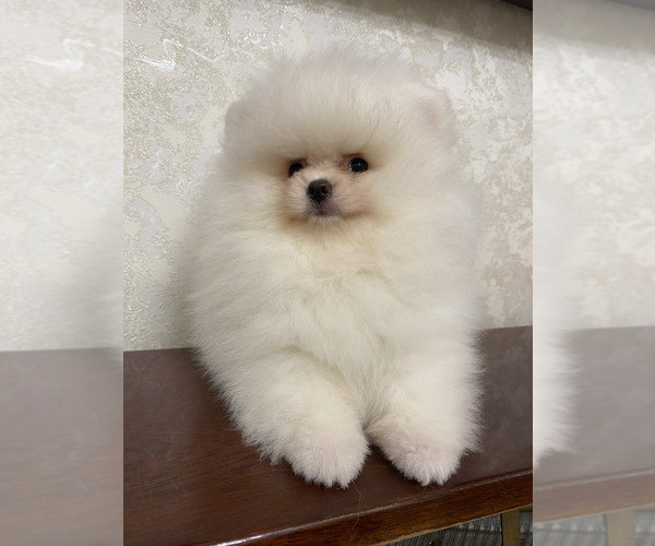 Medium Photo #4 Miniature Spitz Puppy For Sale in Chisinau, Chisinau Municipality, Moldova
