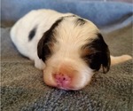 Small #5 Bernedoodle (Miniature)