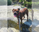 Small #1 American Staffordshire Terrier-Boxer Mix