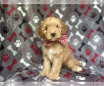 Small #4 Cavapoo