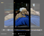 Small Photo #5 Golden Retriever Puppy For Sale in ABERDEEN, ID, USA