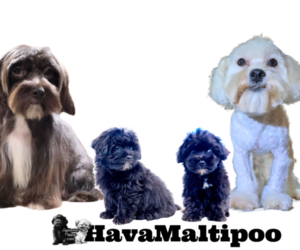 Havanese-Maltipoo Mix Litter for sale in SAN DIEGO, CA, USA