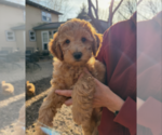 Puppy Ash Goldendoodle (Miniature)
