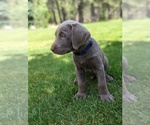 Small Photo #1 Labrador Retriever Puppy For Sale in ATHOL, ID, USA