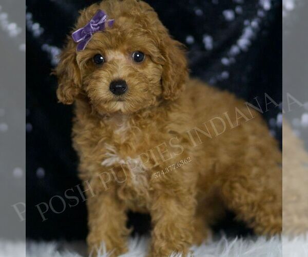 Medium Photo #3 Poodle (Toy) Puppy For Sale in WARSAW, IN, USA