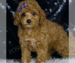 Small #2 Poodle (Toy)