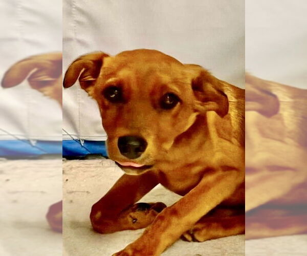 Medium Photo #3 Labrador Retriever-Unknown Mix Puppy For Sale in San Diego, CA, USA